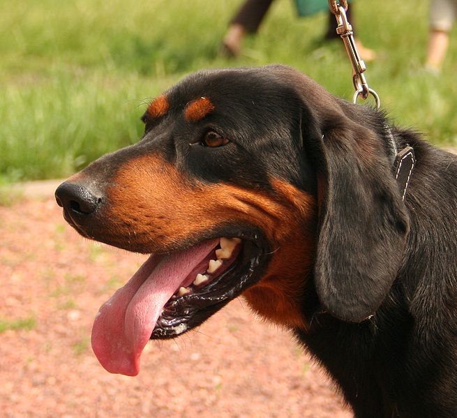 Dog Pictures Slovenský Kopov dog