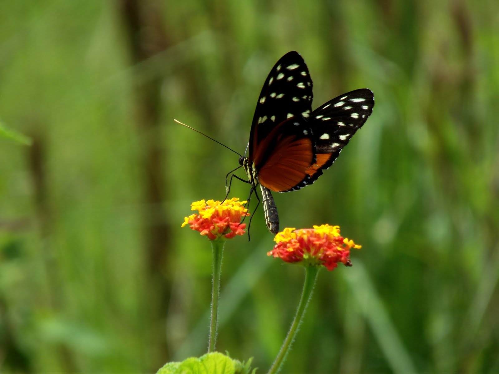 Jungle and Rainforest Art of Costa Rica "Butterflies and Wildflowers"