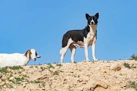alt="perro de canaan vigilando ganado"