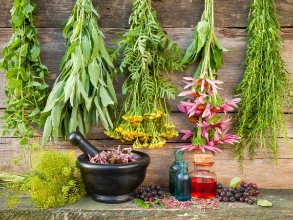 13 Fakta Menarik Tentang Herba Yang Perlu Anda Tahu 