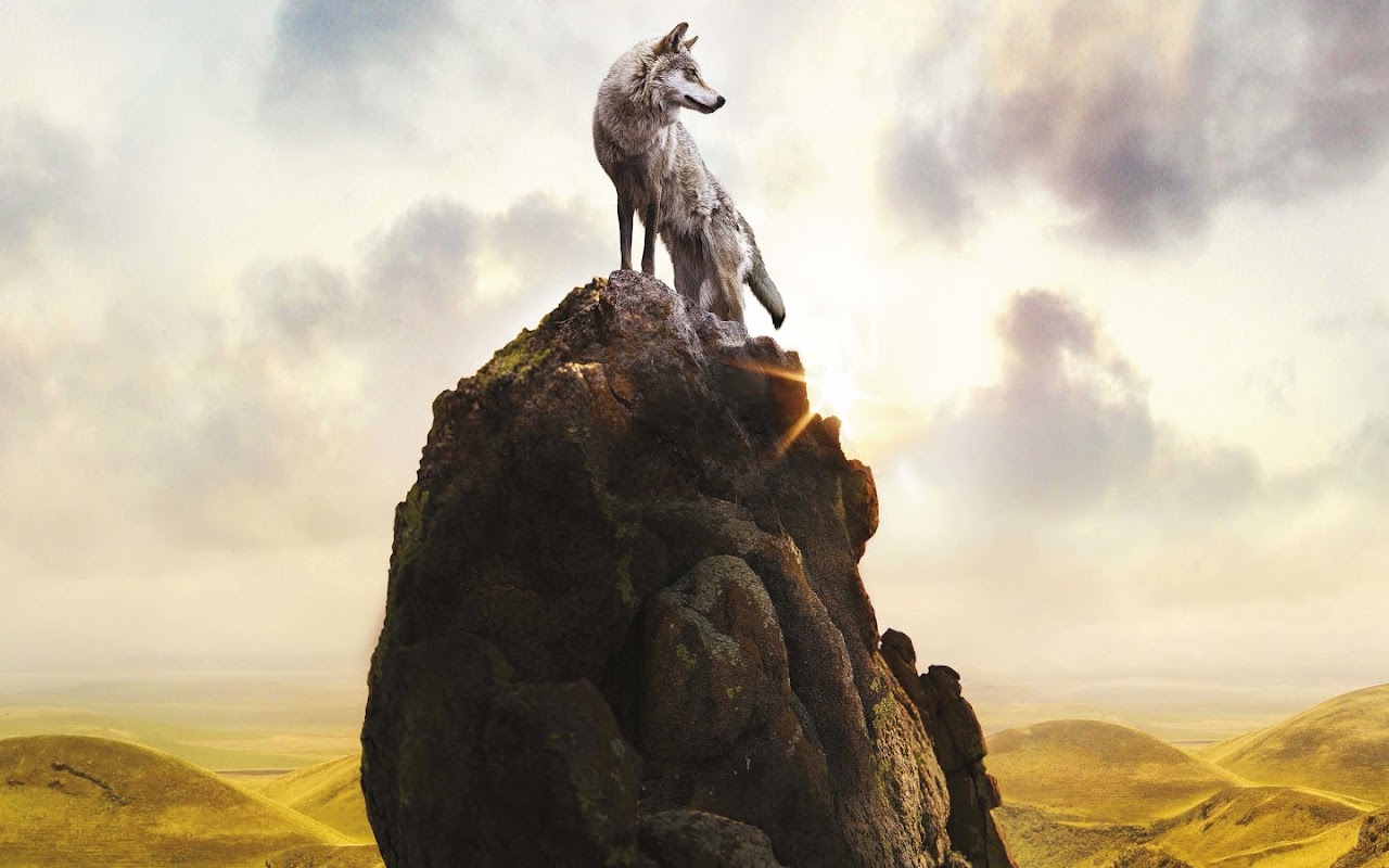 Wolf, 4K, 3840x2160, #51 Wallpaper