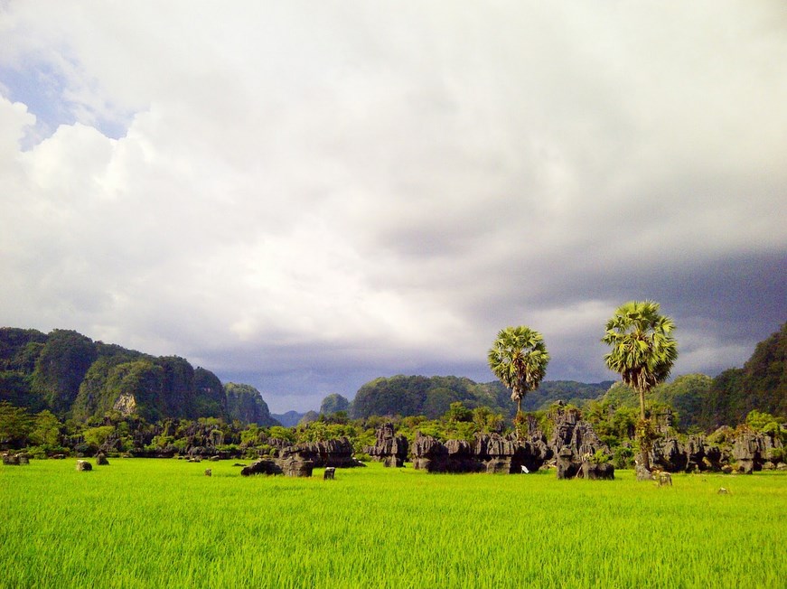 Sawah di Rammang-rammang Hutan Karst Rammang-rammang
