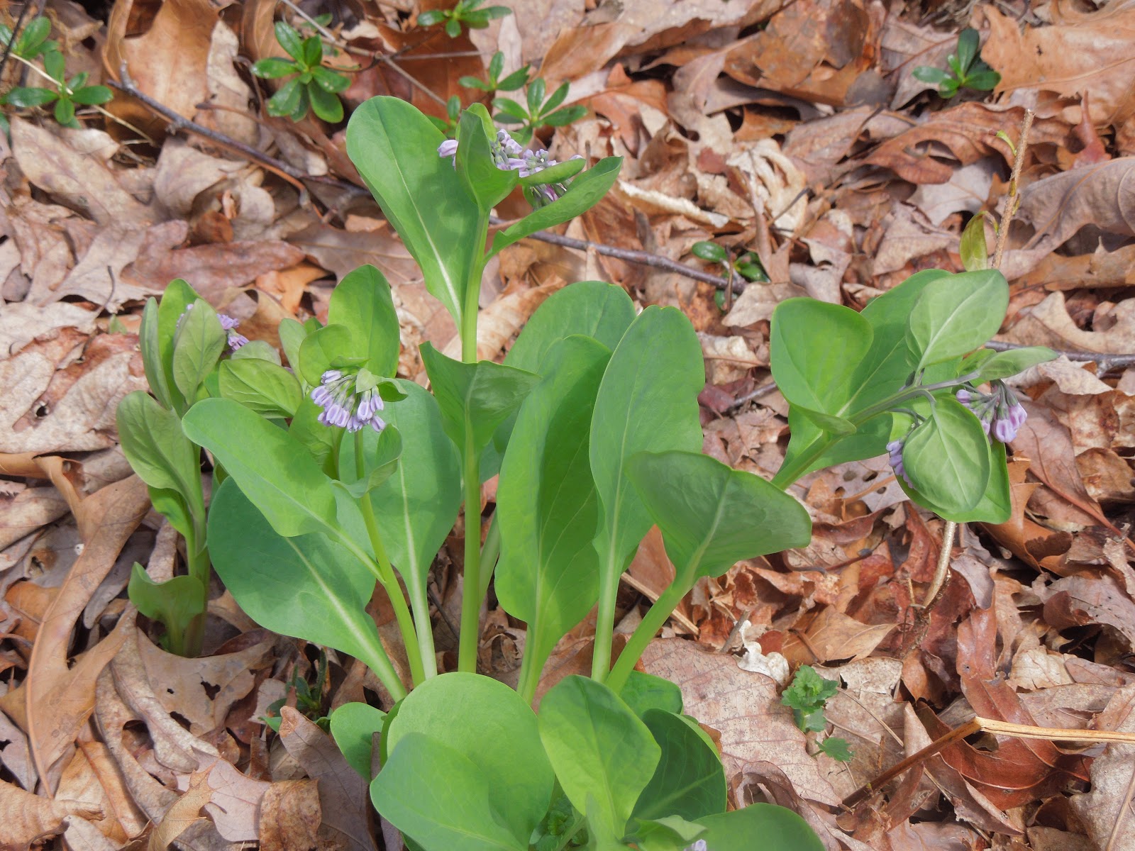ephemeral plants