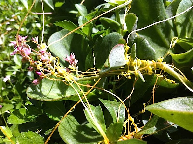 Growing Gardeners Deadly Dodder