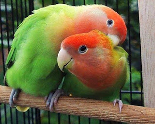 lovebird sakit lovebird sakit