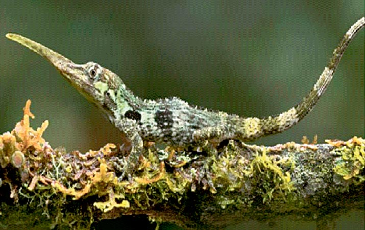Misteri di Balik Hidung Panjang Kadal Pinokio Misteri di Balik Hidung Panjang Kadal Pinokio