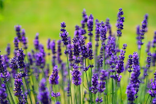 Bunga Lavender