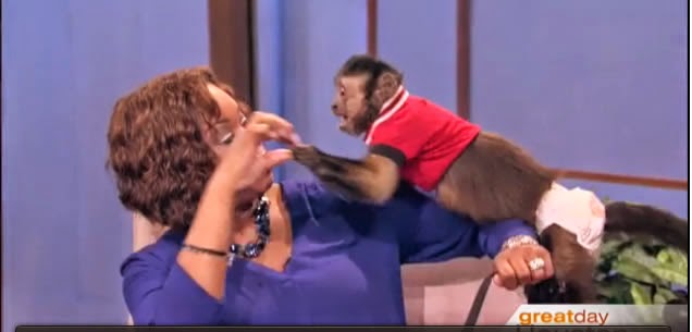 Mono Da Puño a Presentadora de TV