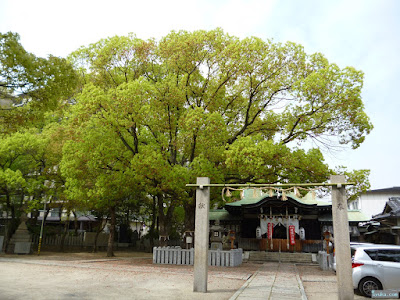 拝殿と楠 拝殿と楠