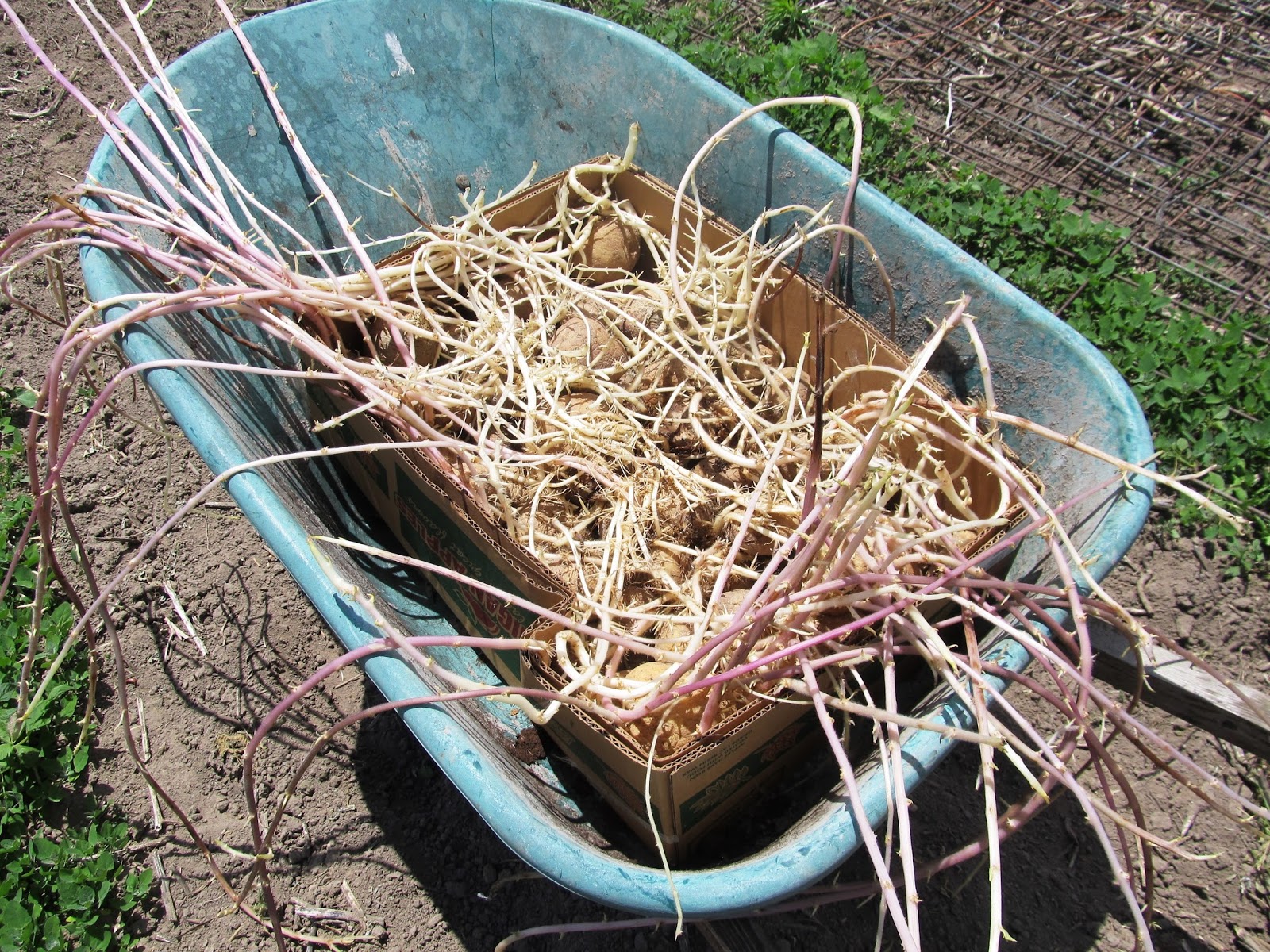 Eaton Rapids Joe Replanting potatoes