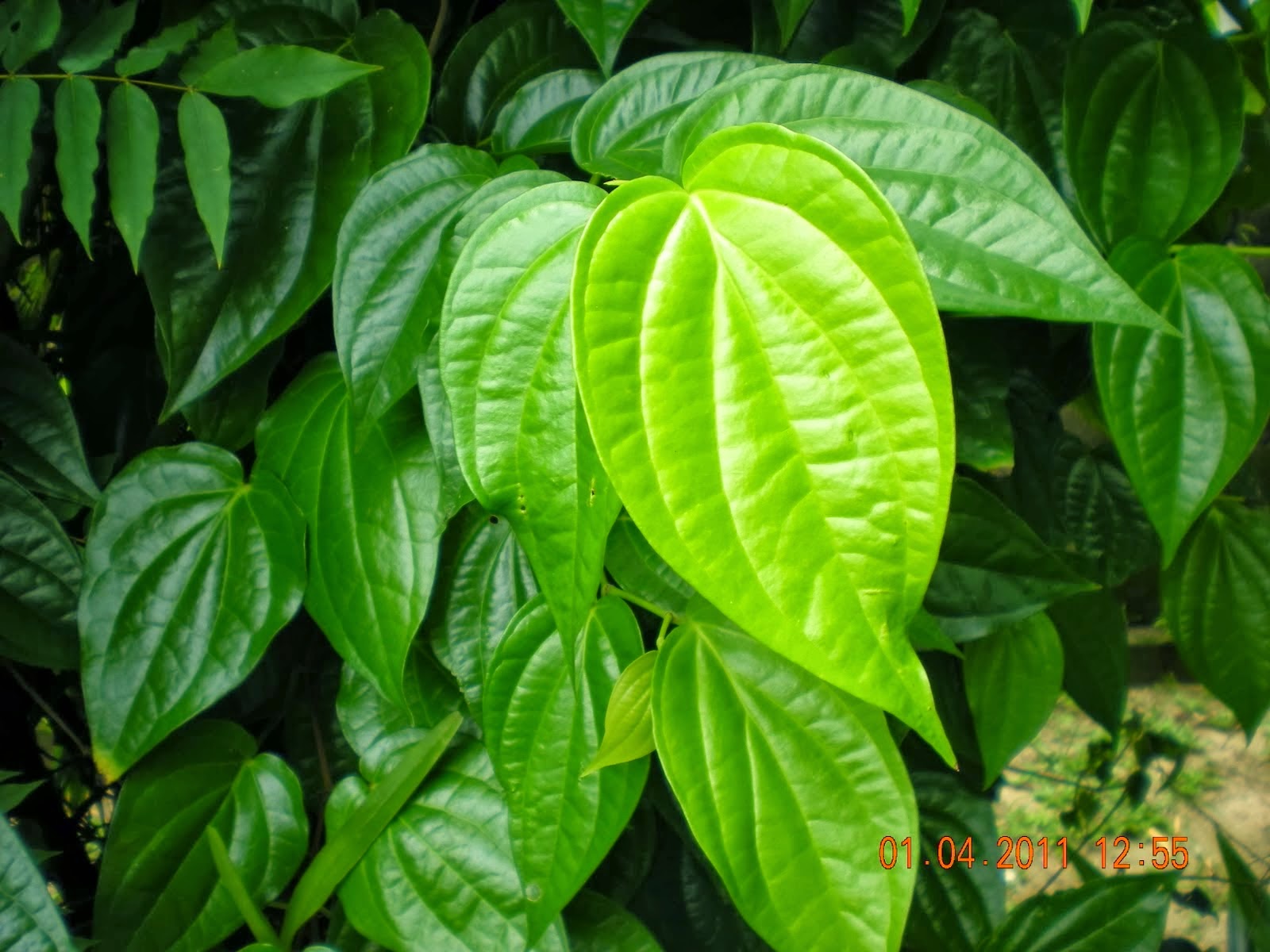 30+ Ide Gambar Sketsa Daun Sirih Bermotif Sederhana Tea And Lead