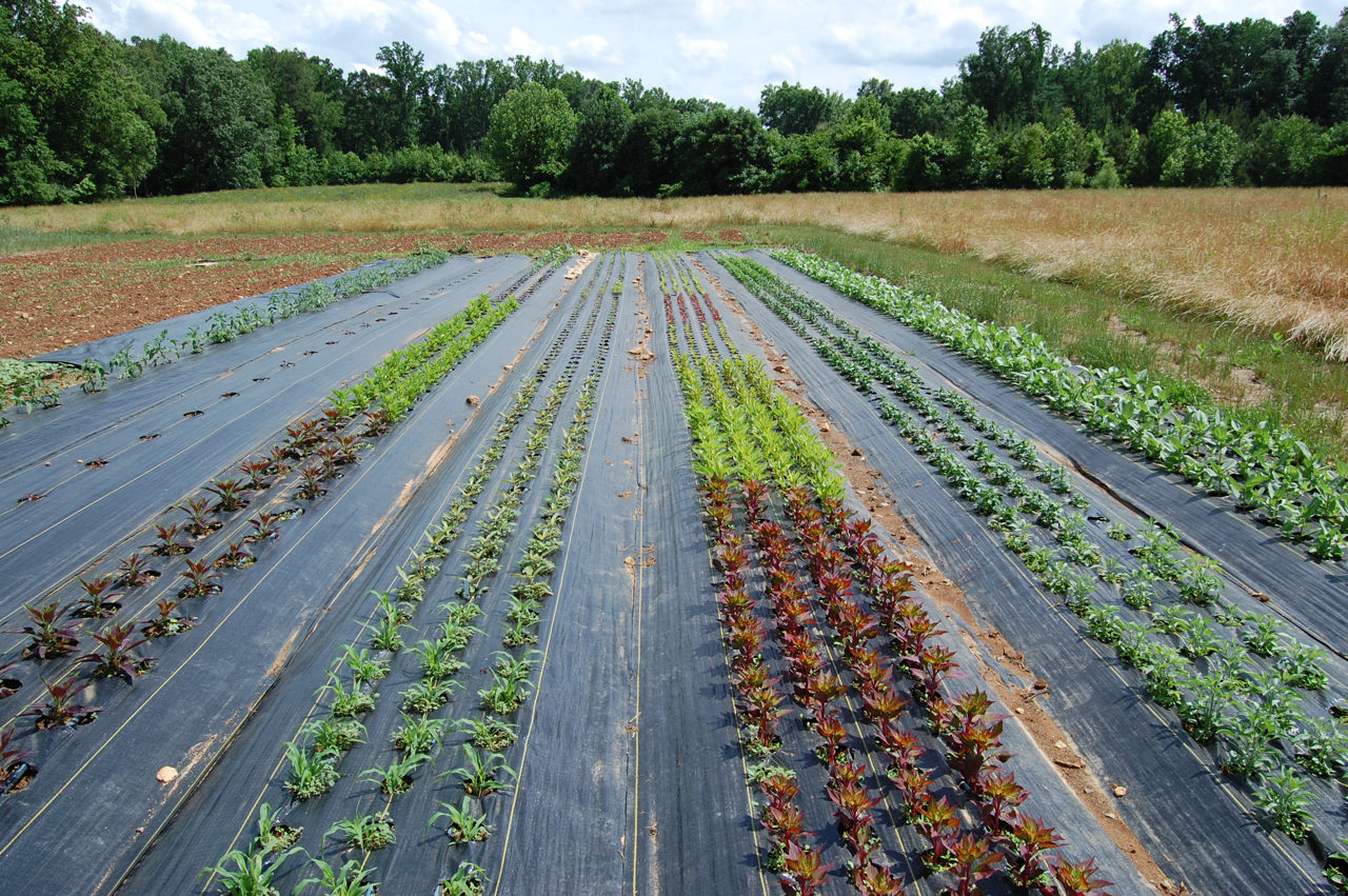 Windmill Farm Planting Flowers and Vegetables Using Landscape FabricNew to us at Windmill Farm