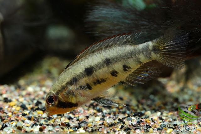 Apistogramma sp. D52