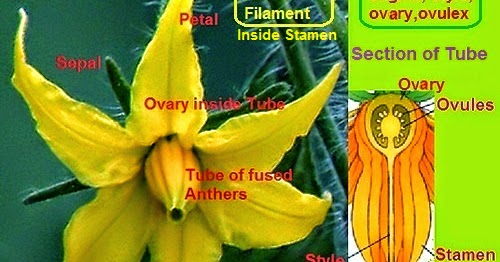 How to Pollinate Tomato Plants