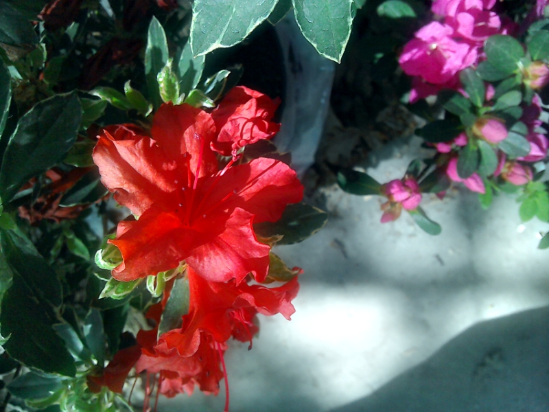 Kertesz Leszek Rhododendron Es Azaleak A Kertben