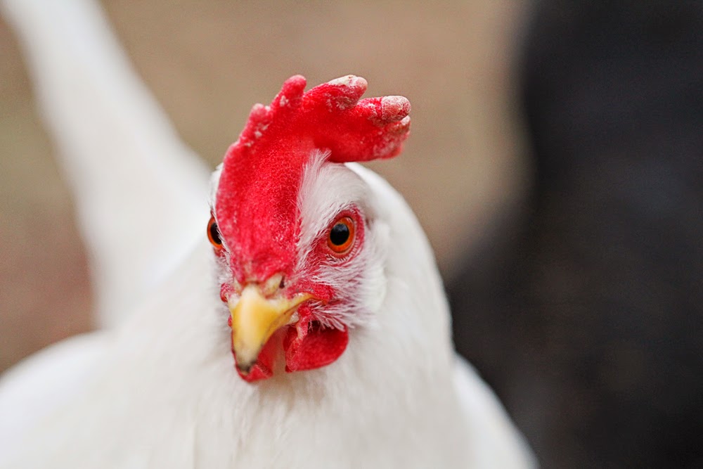 sassafras chicken details macro photography farm photography