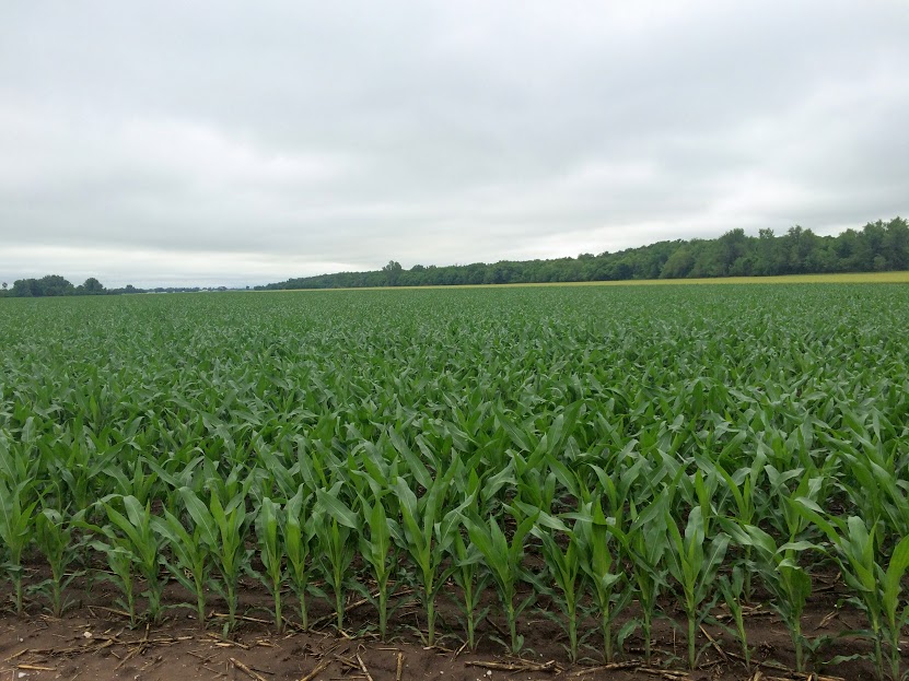 LAND OF LIQUID Corn All Over in OK (May 24) AgroLiquid