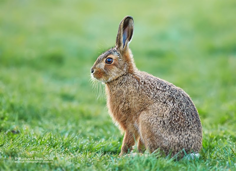 Wildlife Photographic Journals Spring Hares