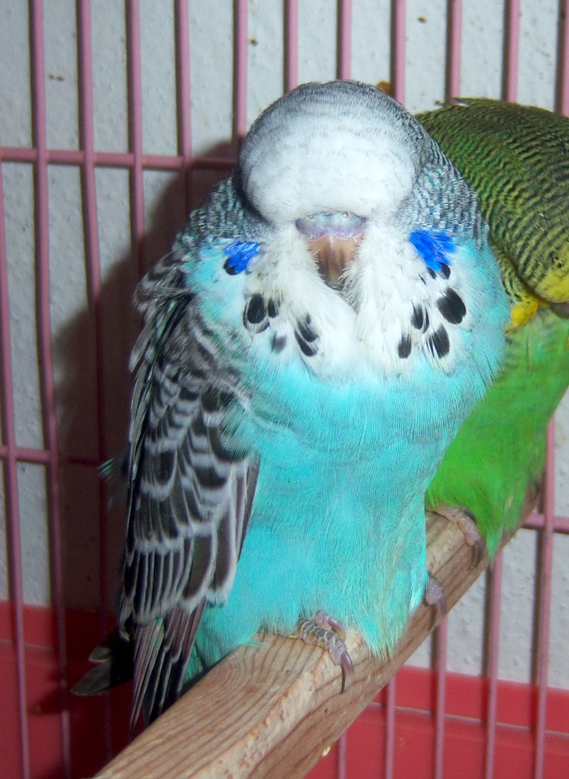 SHOW MUHABBET KUŞU YENİ SHOW BEBEK