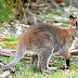 Threatened fauna of Australia