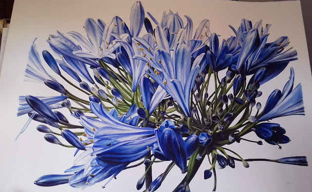 Botanical art by Jess Shepherd - agapanthus Botanical art by Jess Shepherd - agapanthus