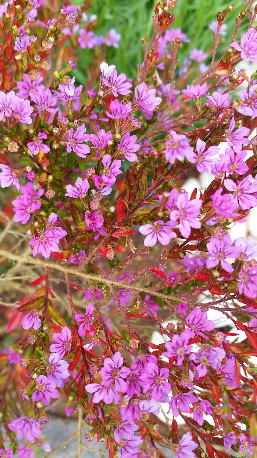 Coisas de Kaise: Érica: Como cuidar!