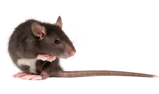 fot. British Pest Control Association CC BY 2.0 fot. British Pest Control Association CC BY 2.0