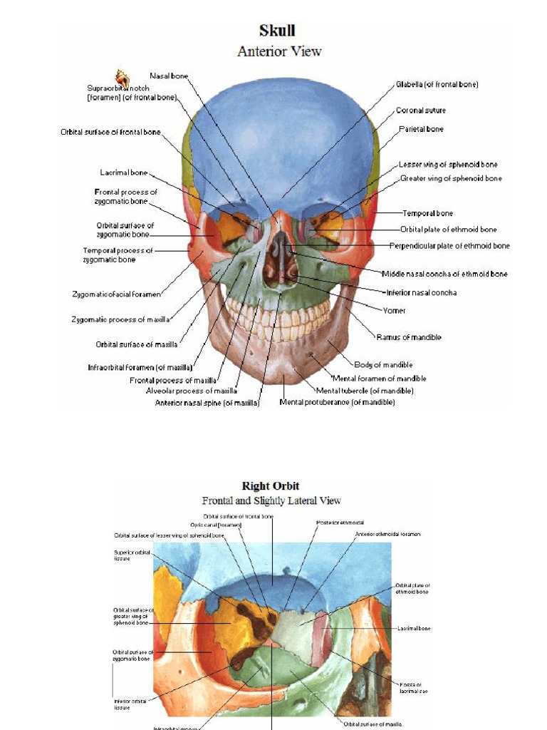 netter atlas of human anatomy 6th edition free download