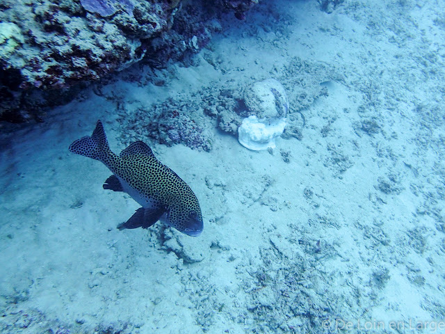 Meno wall - Gili Meno - Bali Lombok