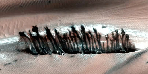 Árboles creciendo en la superficie de Marte revelan masivo encubrimiento de la NASA Mars-tree-300x150%25402x