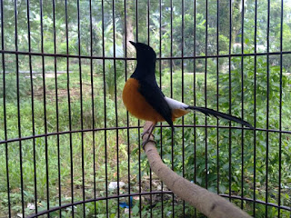 Murai Batu Borneo Asal Kalimantan Murai Batu Borneo Asal Kalimantan