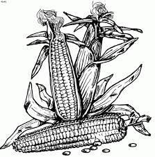 Corn coloring pages 5