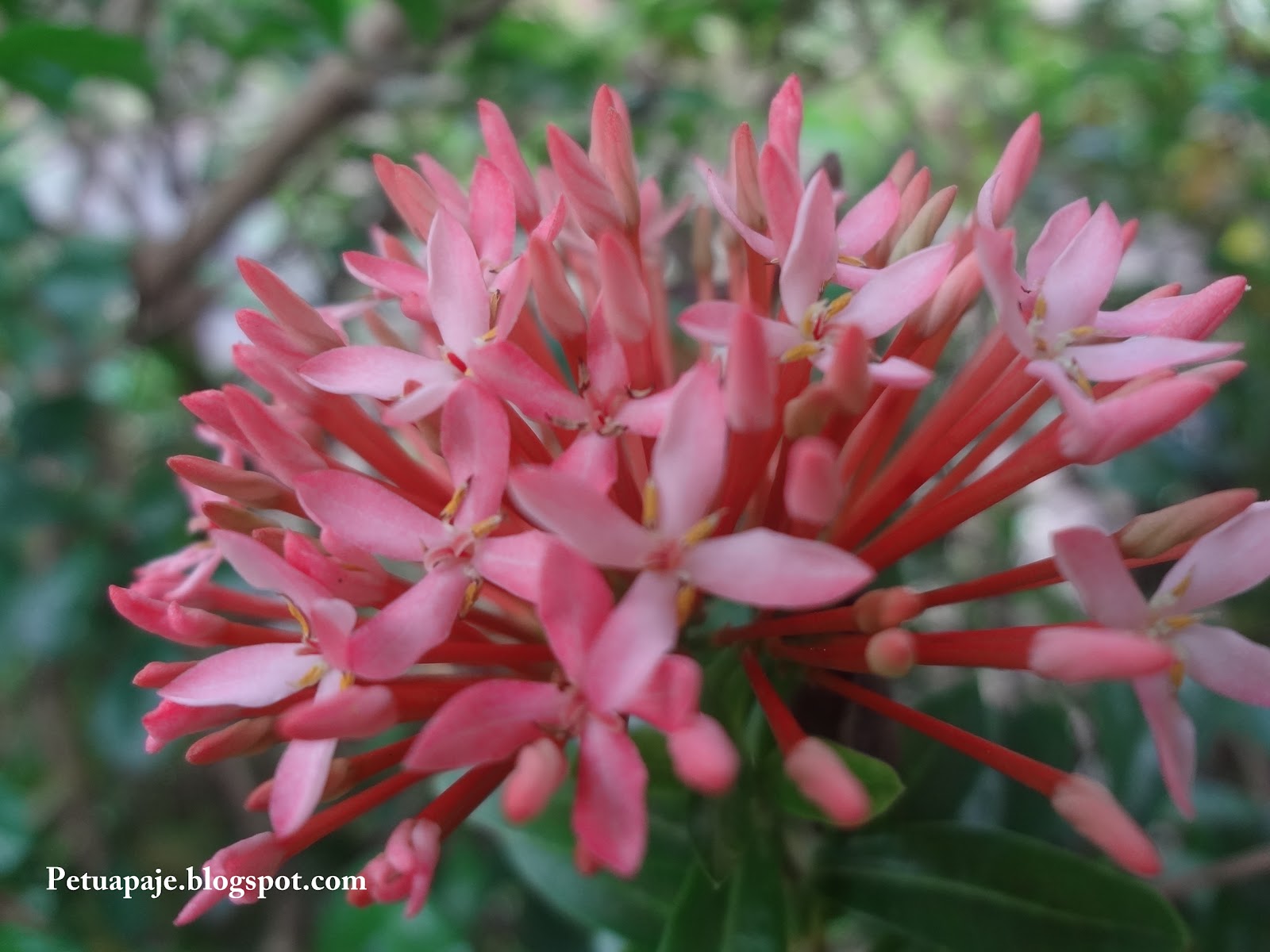 Petuapaje.blogspot.com: Bunga-Bunga Di Taman Ku