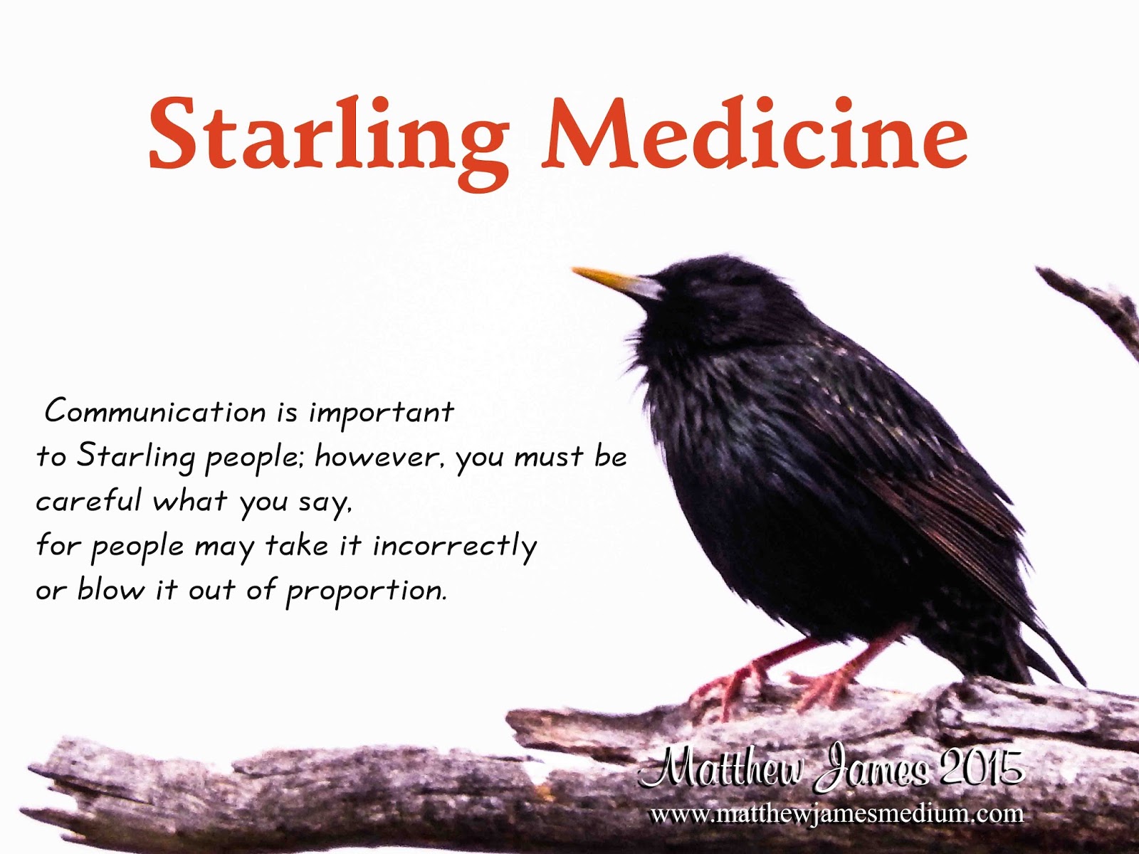 A Light In The Darkness Starling Bird Totem