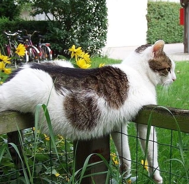 fat%2Bcat-min