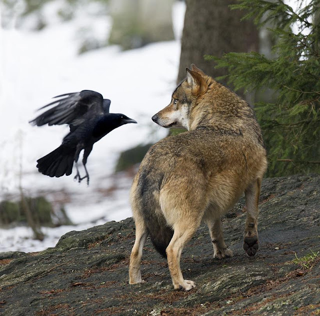 Les animaux magiques : le corbeau et la corneille  309988_d47d4408d921e502ec7a9abd26f7d667_large