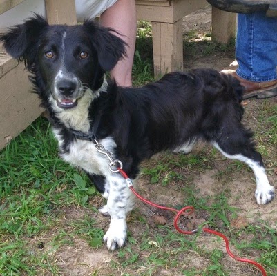 Border Collie Dachshund Mix Goldenacresdogs Border Collie Dachshund Mix