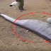 They were shocked to see what's inside this Anaconda's stomach!