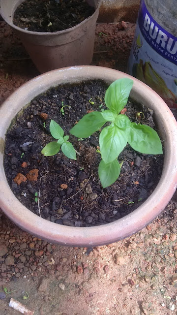 Green small lime, Lime Tree (Pokok Limau Purut), Curry, Cosmos caudatus (Ulam Raja), Ulam, Salad, Green bean, Chilli, Lemon grass (Serai), Vietnamese mint (Daun kesom), Peppermint (Pudina), Thai Basil (Daun kemangi), Chinese broccoli (Kailan). Green small lime, Lime Tree (Pokok Limau Purut), Curry, Cosmos caudatus (Ulam Raja), Ulam, Salad, Green bean, Chilli, Lemon grass (Serai), Vietnamese mint (Daun kesom), Peppermint (Pudina), Thai Basil (Daun kemangi), Chinese broccoli (Kailan).