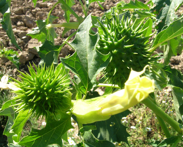 divinonature ESTRAMONIO