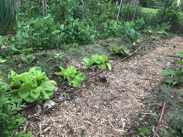 Salat, Blumenkohl, Einelgegurken und Kürbisse zwischen den Erbsen (c) by Joachim Wenk Salat, Blumenkohl, Einelgegurken und Kürbisse zwischen den Erbsen (c) by Joachim Wenk