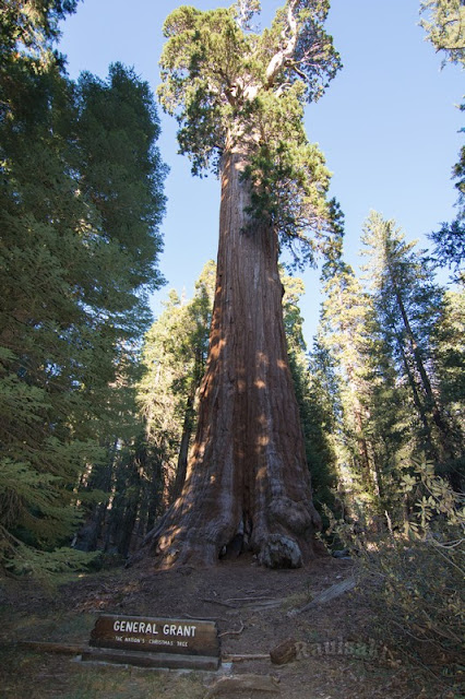 Sequoia National Park- caminando por el Bosque Gigante - Viaje con tienda de campaña por el Oeste Americano (25)