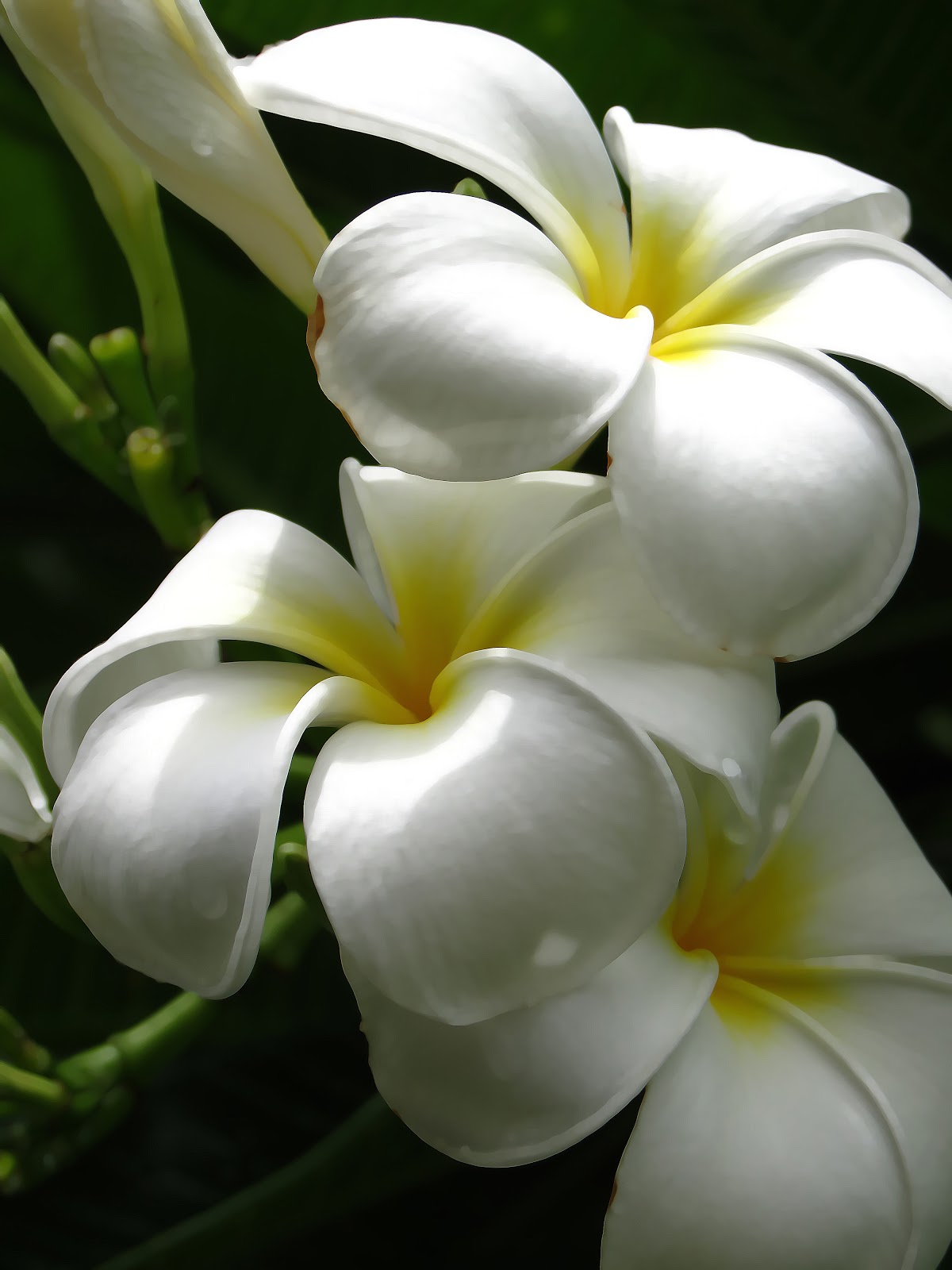 The Lonely Girl's Guide to the World White Frangipanis Photo of the Week