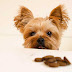 When Should i Give My Dog Treats?