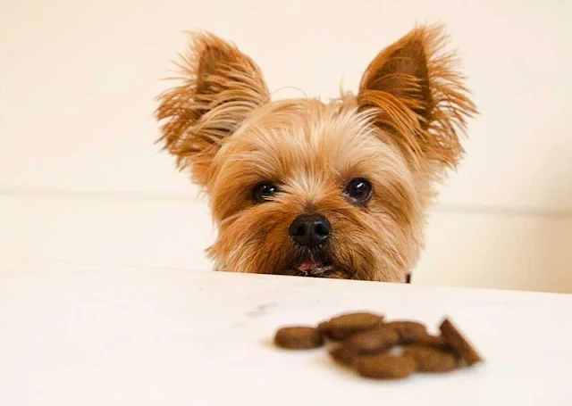 How to train your dog using treats