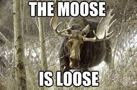 I am that Moose