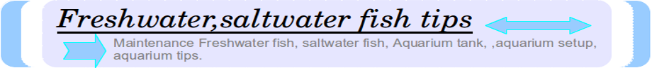 Freshwater, Salt Water Aquarium Fish  Tips