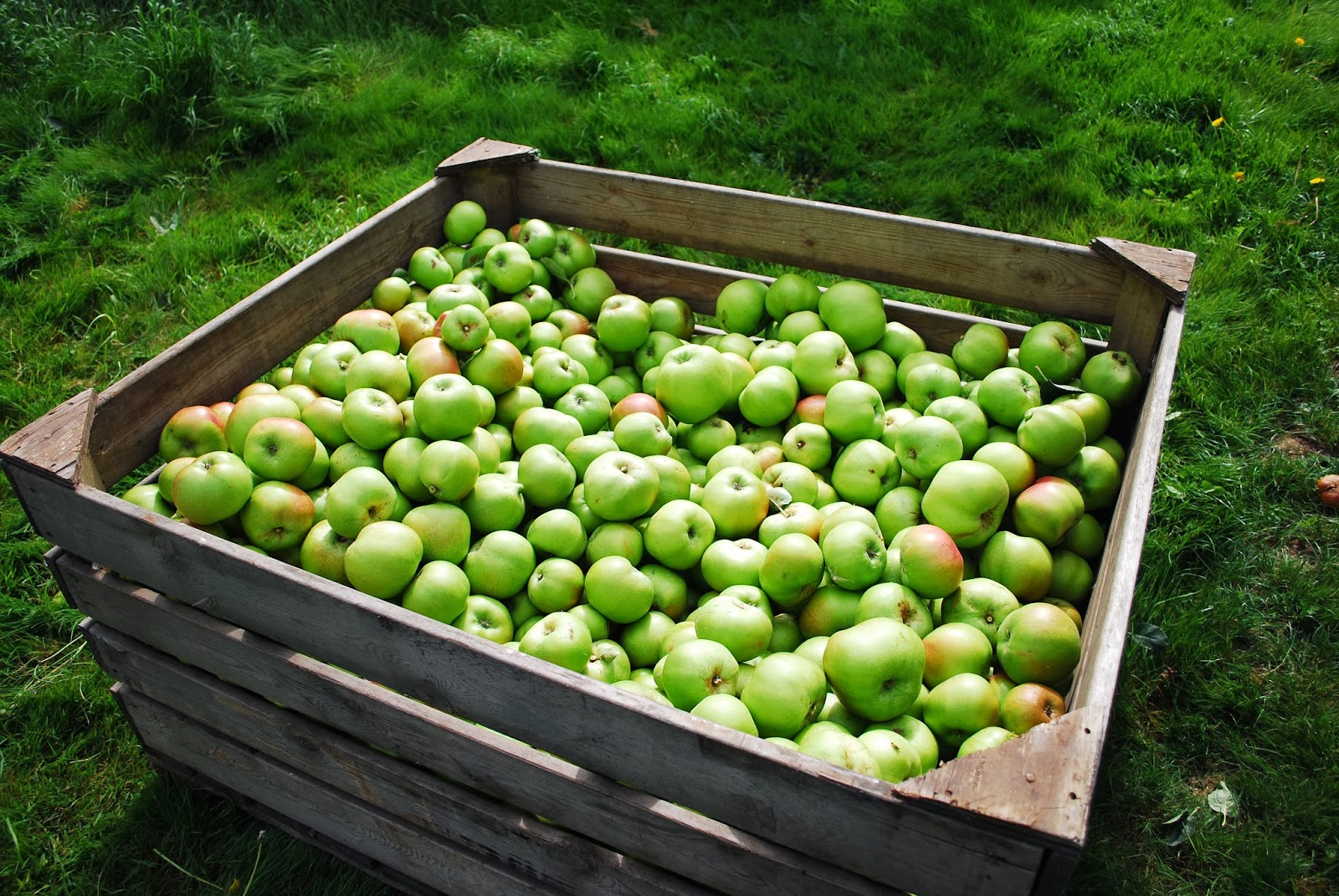 The Orchard Year November 2013