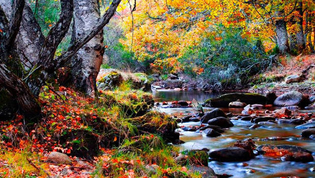 Resultado de imagen de vistas bosques