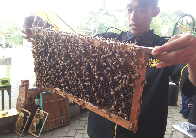 Panen Madu di Agro Tawon Rimba Raya Panen Madu di Agro Tawon Rimba Raya